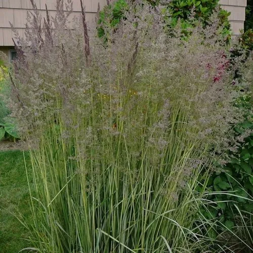 Вейник АВАЛАНШ остроцветковый в Пензе