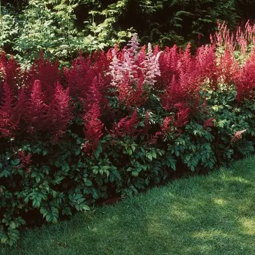 Астильба ГРАНАТ Арендса в Пензе