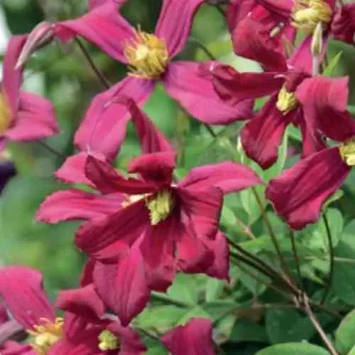 Клематис СТРОУБЕРРИ ФИЛДС  Клематис СТРОУБЕРРИ ФИЛДС в Пензе