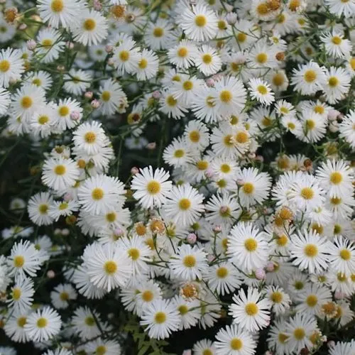 Болтония СНОУБЭНК в Пензе