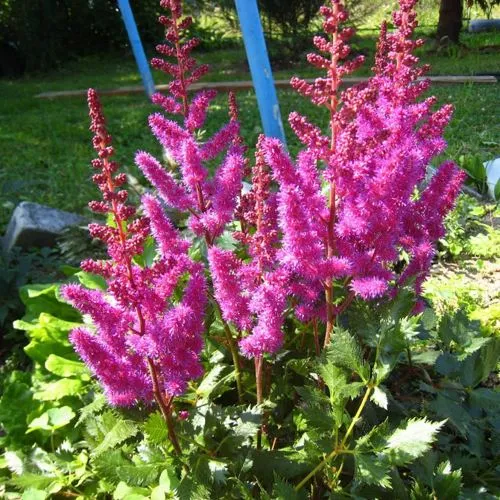 Астильба ЭЛИЗАБЕТ ВАН ВИН японская в Пензе