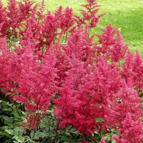 Астильба СКАЙСКРЕЙПЕР китайская в Пензе