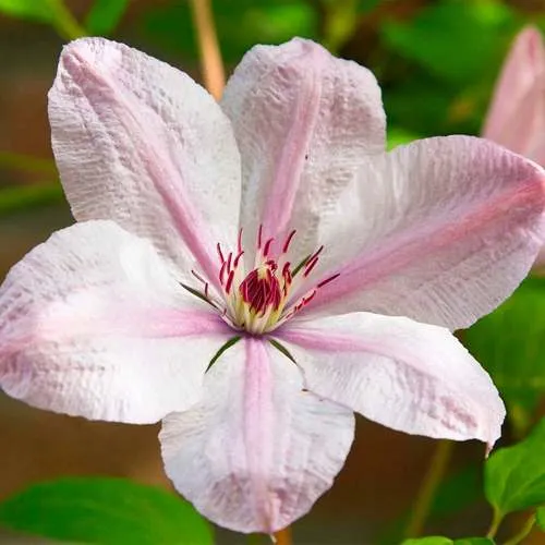 саженцы клематиса саженцы клематиса