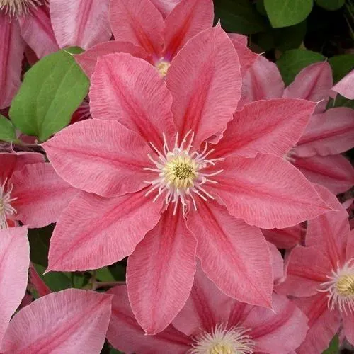 Клематис ЛИТЛ МЕРМЕЙД  Клематис ЛИТЛ МЕРМЕЙД в Пензе