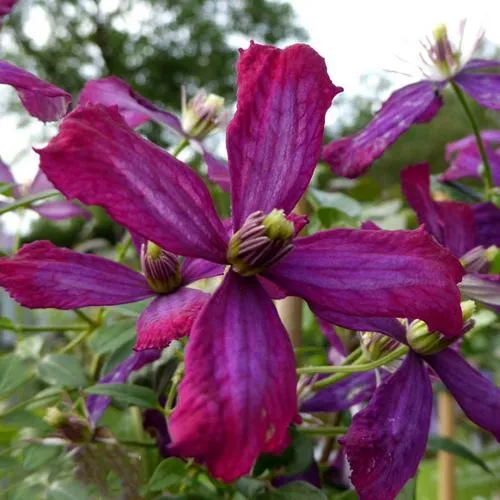 Клематис СВИТ САММЕР ЛАВ  Клематис СВИТ САММЕР ЛАВ в Пензе