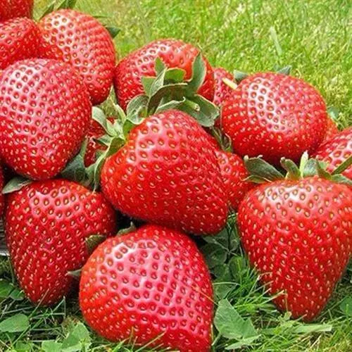 Клубника ЭЛИАНЕ  Клубника ЭЛИАНЕ в Пензе