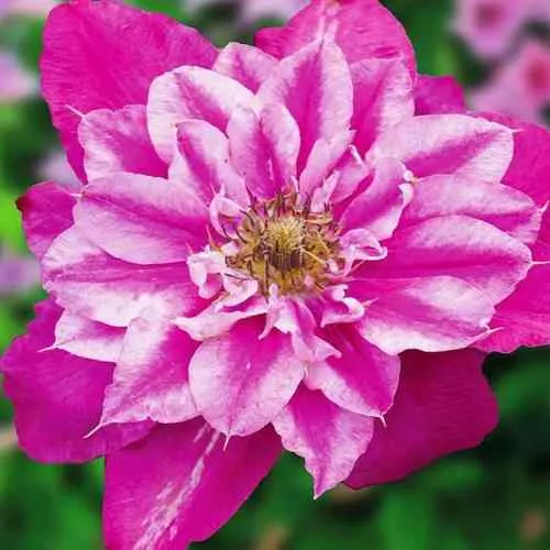 Клематис МАЙ ДАРЛИНГ   Клематис МАЙ ДАРЛИНГ  в Пензе