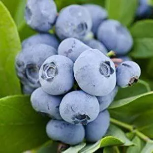 Ранние сорта  Ранние сорта в Пензе