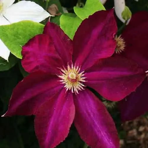 Клематис МАЗОВШЕ  Клематис МАЗОВШЕ в Пензе