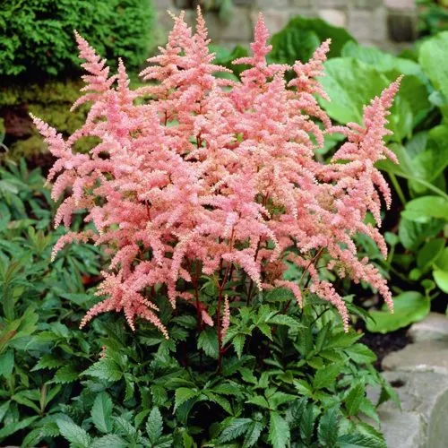 Астильба БРЕССИНГЕМ БЬЮТИ Арендса в Пензе