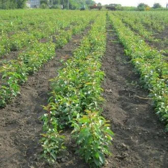Подвой груши ДИКАЯ ГРУША в Пензе