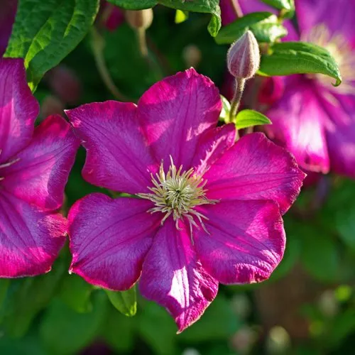 Клематис КАРМЕНСИТА  Клематис КАРМЕНСИТА в Пензе