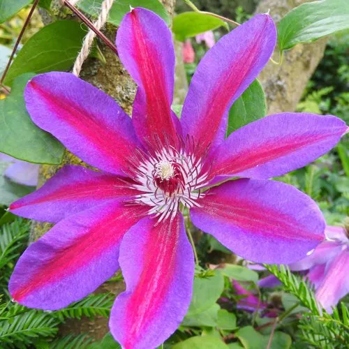 Клематис АКАИШИ  Клематис АКАИШИ в Пензе