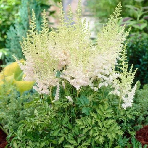 Астильба МИЛК ЭНД ХАНИ китайская в Пензе