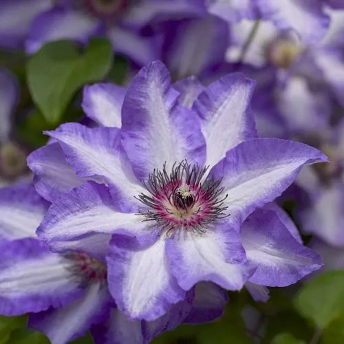 Клематис МОНИНГ СКАЙ  Клематис МОНИНГ СКАЙ в Пензе