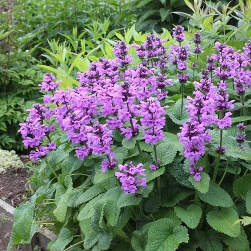 Буквица крупноцветковая в Пензе