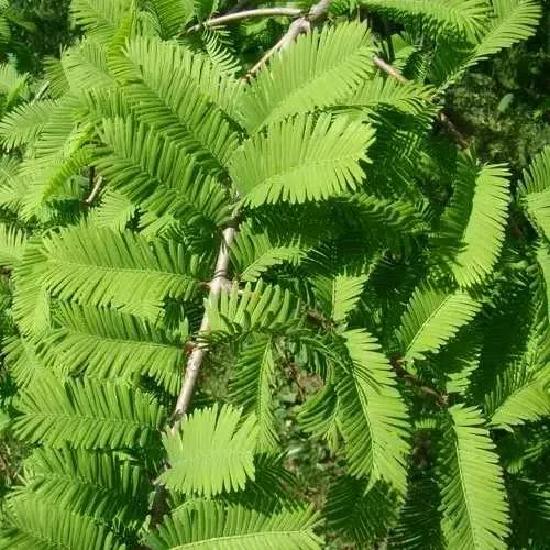 Метасеквойя  ГЛИПТОСТРОБОИДНАЯ   Метасеквойя  ГЛИПТОСТРОБОИДНАЯ  в Пензе