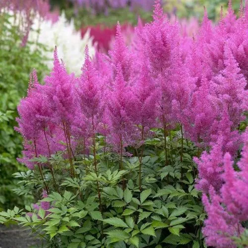Астильба АМЕТИСТ Арендса в Пензе