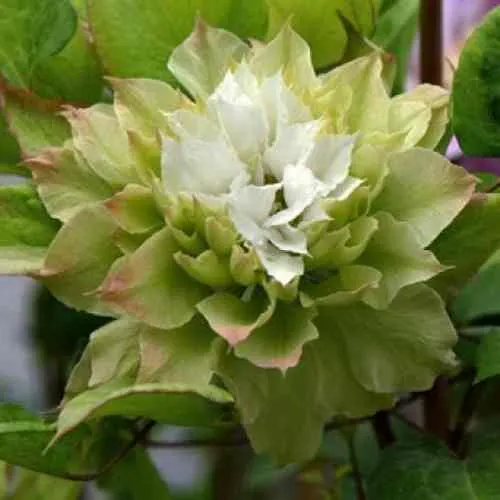 Клематис СЕН-НО-КЕЙЗ  Клематис СЕН-НО-КЕЙЗ в Пензе