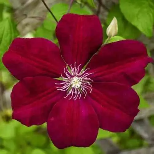 Клематис РУЖ КАРДИНАЛ  Клематис РУЖ КАРДИНАЛ в Пензе