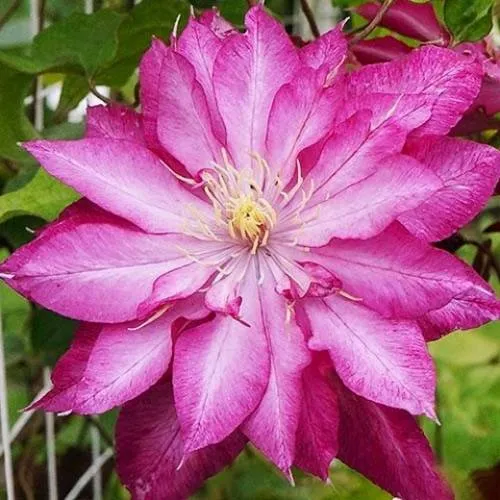 Клематис КАЕН  Клематис КАЕН в Пензе