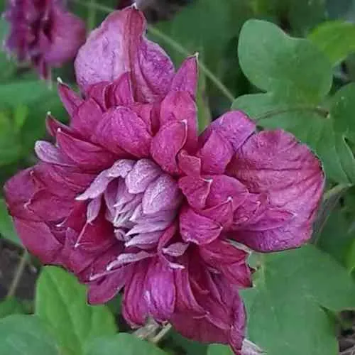 Клематис ПУРПУРЕА ПЛЕНА ЭЛЕГАНС  Клематис ПУРПУРЕА ПЛЕНА ЭЛЕГАНС в Пензе