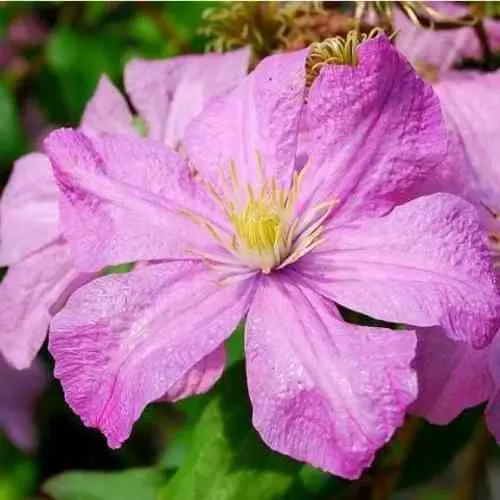 Клематис КОМТЕСС ДЕ БУШО  Клематис КОМТЕСС ДЕ БУШО в Пензе