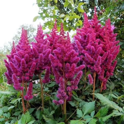 Астильба ВИЖНС китайская в Пензе