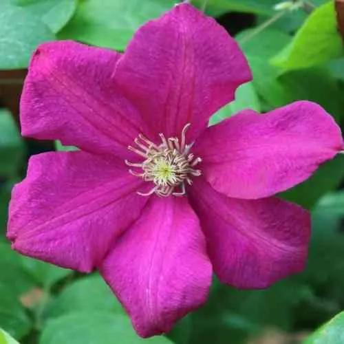 Клематис ЭРНЕСТ МАРКХАМ  Клематис ЭРНЕСТ МАРКХАМ в Пензе