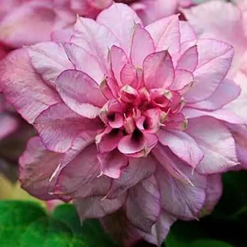 Клематис ИННОСЕНТ ГЛАНС  Клематис ИННОСЕНТ ГЛАНС в Пензе