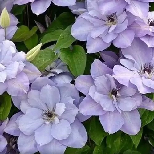 Клематис БЛЮ КОТИЛЬОН Клематис БЛЮ КОТИЛЬОН