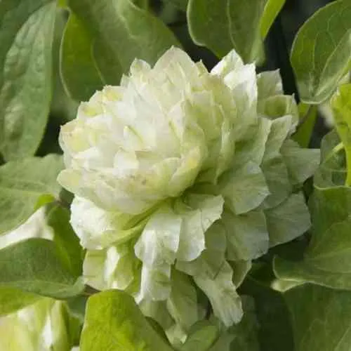 Клематис КОХАНА  Клематис КОХАНА в Пензе