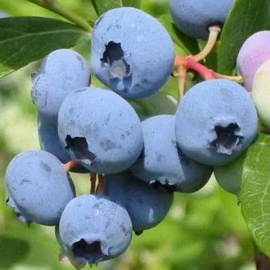 Поздние сорта  Поздние сорта в Пензе