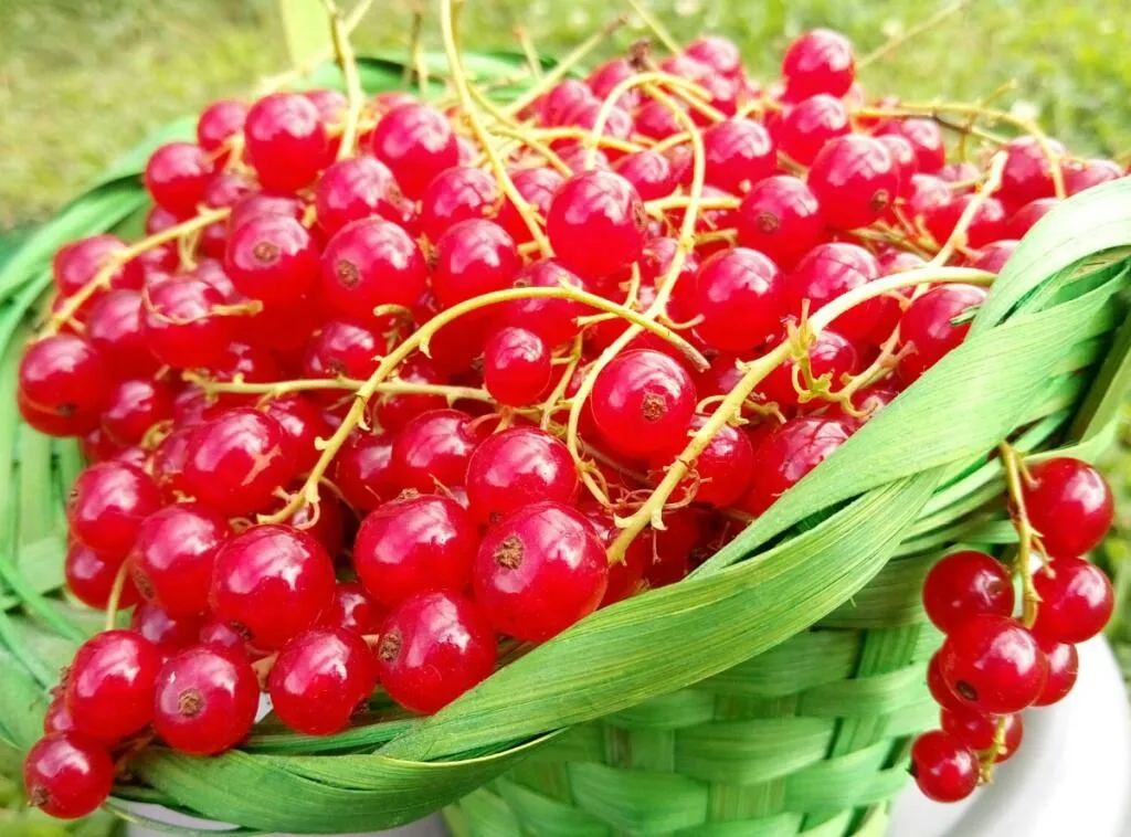 Лучшие сорта смородины для вашего сада