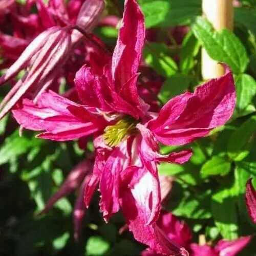 Клематис РОЗАЛИН  Клематис РОЗАЛИН в Пензе