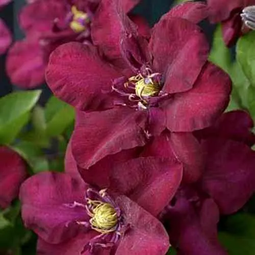 Клематис ЯН III СОБЕСКИ  Клематис ЯН III СОБЕСКИ в Пензе