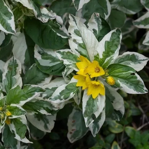 Вербейник АЛЕКСАНДР точечный в Пензе