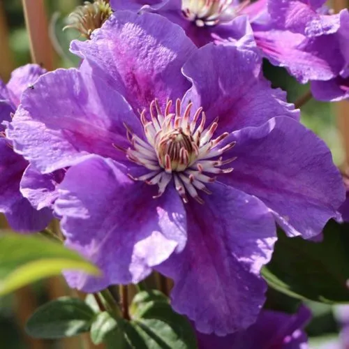 Клематис АШВА  Клематис АШВА в Пензе