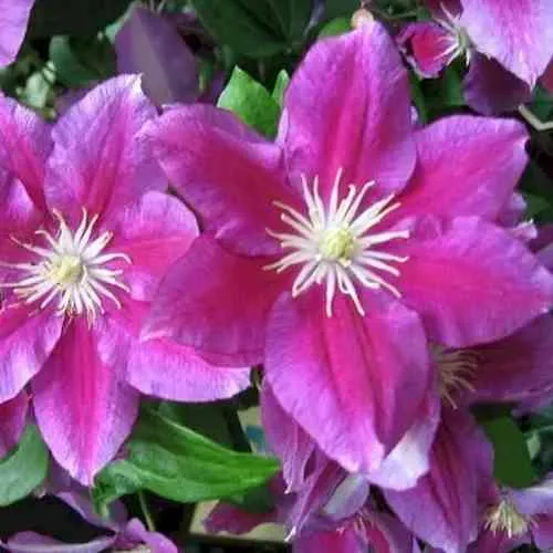 Клематис ХАНИЯ  Клематис ХАНИЯ в Пензе