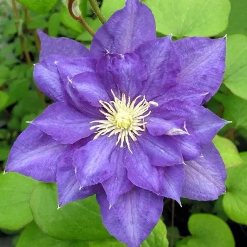 Клематис БЬЮТИ ОФ ВОЧЕСТЕР  Клематис БЬЮТИ ОФ ВОЧЕСТЕР в Пензе