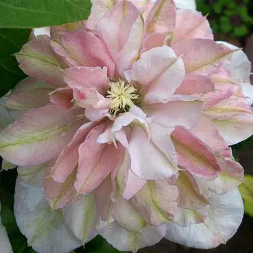 Клематис ИННОСЕНТ БЛАШ  Клематис ИННОСЕНТ БЛАШ в Пензе