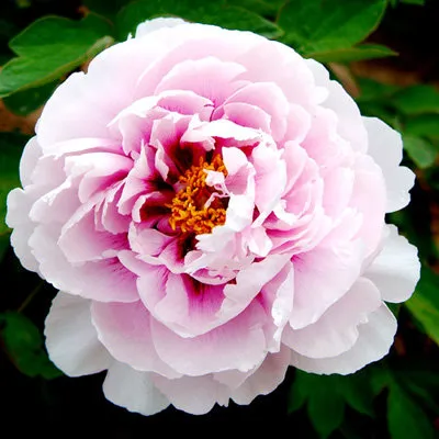 Пион ПЕРСИК ПОД СНЕГОМ древовидный в Пензе