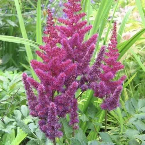 Астильба КАРАОКЕ ПАРТИ китайская в Пензе