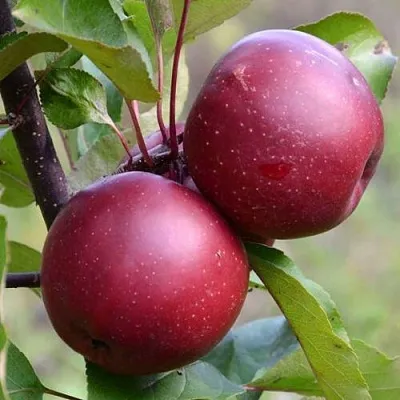 Красномясая  Красномясая в Пензе