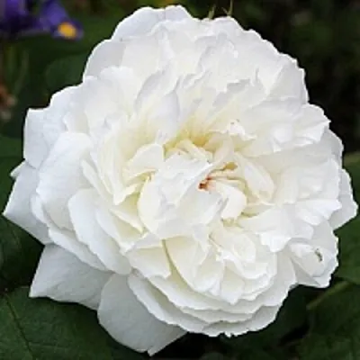 Саженцы роз ВИНЧЕСТЕР КАФЕДРАЛ английская  Саженцы роз ВИНЧЕСТЕР КАФЕДРАЛ английская в Пензе