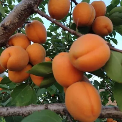 Абрикос ГОЛД РИЧ в Пензе