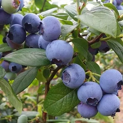 Голубика БЛЮГОЛД  Голубика БЛЮГОЛД в Пензе