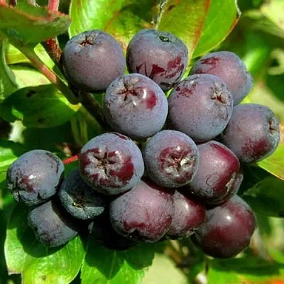 Рябина ЛИКЁРНАЯ сладкоплодная  Рябина ЛИКЁРНАЯ сладкоплодная в Пензе