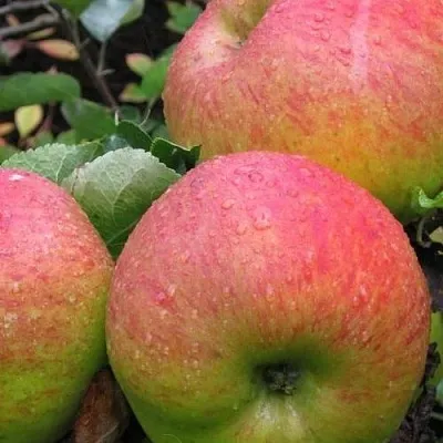 Яблоня ЯБЛОЧНЫЙ СПАС  Яблоня ЯБЛОЧНЫЙ СПАС в Пензе