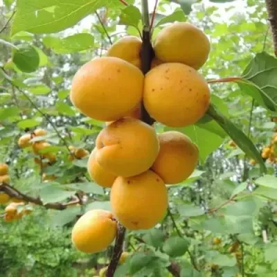 Абрикос ДЕСЕРТНЫЙ ГОЛУБЕВА — описание сорта Абрикос ДЕСЕРТНЫЙ ГОЛУБЕВА в Пензе